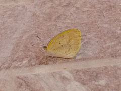 Eurema elathea flavescens