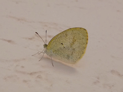 Eurema elathea flavescens