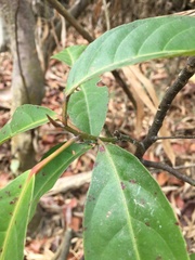 Elaeocarpus serratus