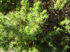 Aspalathus astroites