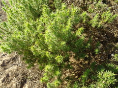 Aspalathus astroites