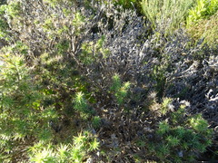 Aspalathus astroites