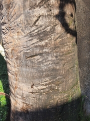 Sabal