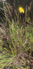 Senecio ruwenzoriensis