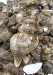 Buccinidae