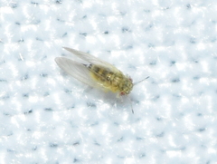 Blastopsylla occidentalis