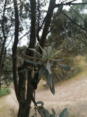 Olea europaea