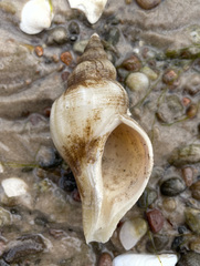 Buccinidae