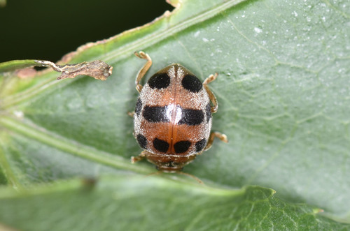 Epilachna crassimala, 2021-05-02