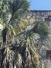 Sabal