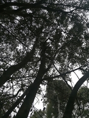 Olea europaea