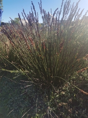 Elegia tectorum