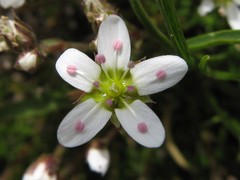 Minuartia recurva