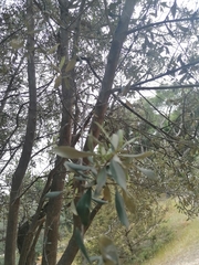 Olea europaea