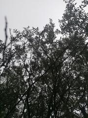 Olea europaea