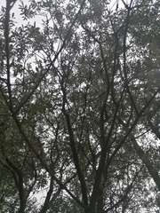 Olea europaea