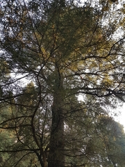 Abies religiosa
