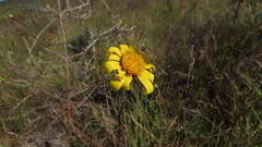 Senecio ruwenzoriensis