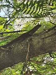 Anolis