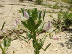 Ononis biflora