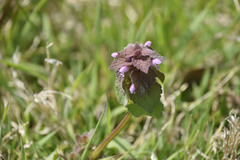 Lamium purpureum