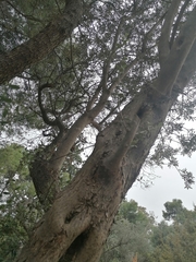 Olea europaea