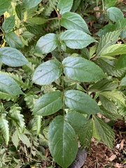 Aralia armata