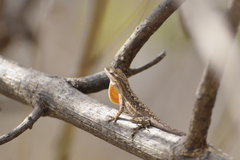 Anolis nebulosus