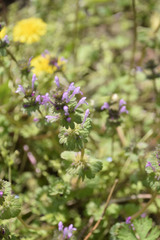 Lamium amplexicaule