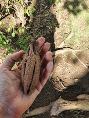 Ceiba pentandra