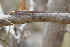 Anolis nebulosus