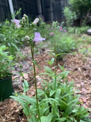 Penstemon multiflorus