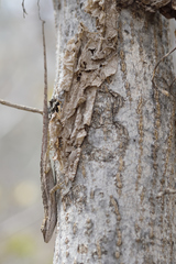 Anolis nebulosus