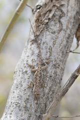 Anolis nebulosus