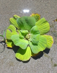 Pistia