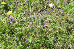 Lamium amplexicaule