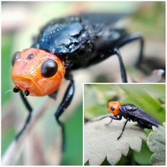 Dichromyia sanguiniceps