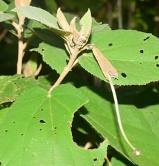 Helicteres baruensis