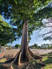 Ceiba pentandra
