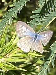 Leptotes pirithous