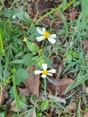 Bidens alba