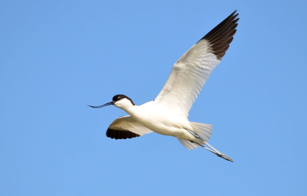 Foto de Pied Avocet