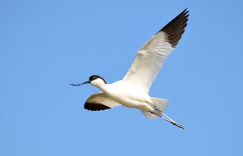 Pied Avocet