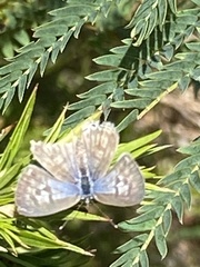 Leptotes pirithous