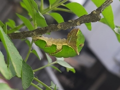 Papilio polytes