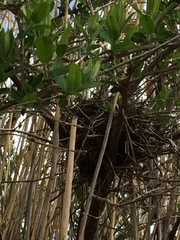 Nycticorax nycticorax