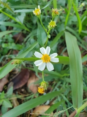 Bidens alba