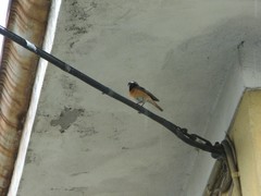 Phoenicurus phoenicurus