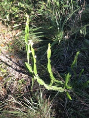 Baccharis trimera