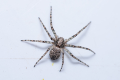 Philodromus buxi